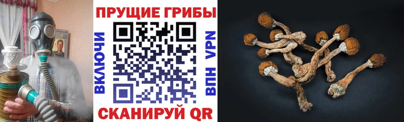 Галлюциногенные грибы MAGIC MUSHROOMS  как найти   Калининск 